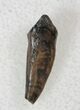 Rare Rooted Leptoceratops Tooth - Montana #13395-1